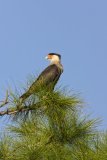 Northern Crested Caracara, Caracara cheriway