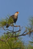 Northern Crested Caracara, Caracara cheriway