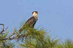 Northern Crested Caracara, Caracara cheriway