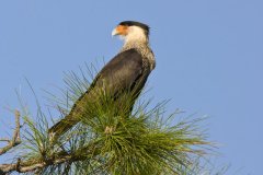 Northern Crested Caracara, Caracara cheriway