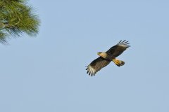 Northern Crested Caracara, Caracara cheriway