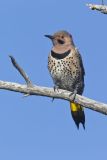 Northern Flicker, Colaptes auratus