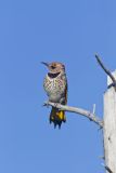 Northern Flicker, Colaptes auratus