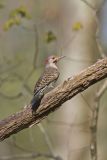 Northern Flicker, Colaptes auratus