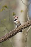 Northern Flicker, Colaptes auratus