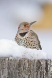 Northern Flicker, Colaptes auratus