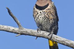 Northern Flicker, Colaptes auratus
