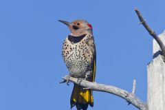 Northern Flicker, Colaptes auratus