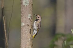 Northern Flicker, Colaptes auratus