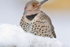 Northern Flicker, Colaptes auratus