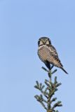 Northern Hawk Owl, Surnia ulula