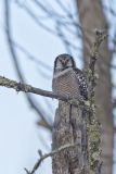Northern Hawk Owl, Surnia ulula