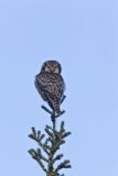 Northern Hawk Owl, Surnia ulula