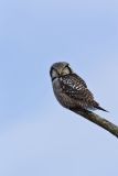 Northern Hawk Owl, Surnia ulula