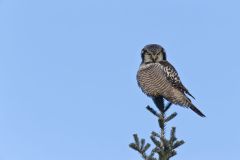 Northern Hawk Owl, Surnia ulula