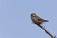 Northern Hawk Owl, Surnia ulula