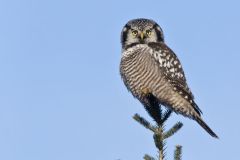 Northern Hawk Owl, Surnia ulula