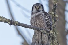 Northern Hawk Owl, Surnia ulula