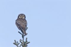 Northern Hawk Owl, Surnia ulula