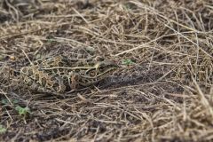 Northern Leopard Frog, Lithobates pipiens