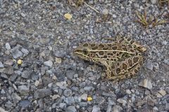 Northern Leopard Frog, Lithobates pipiens
