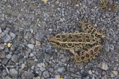 Northern Leopard Frog, Lithobates pipiens