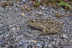 Northern Leopard Frog, Lithobates pipiens