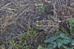 Northern Leopard Frog, Lithobates pipiens