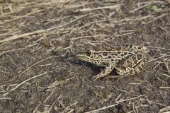 Northern Leopard Frog, Lithobates pipiens