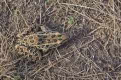Northern Leopard Frog, Lithobates pipiens