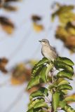 Northern Mockingbird, Mimus polyglottos