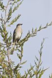 Northern Mockingbird, Mimus polyglottos