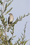Northern Mockingbird, Mimus polyglottos