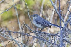 Northern Mockingbird, Mimus polyglottos