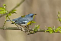 Northern Parula Warbler, Setophaga americana