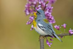 Northern Parula Warbler, Setophaga americana