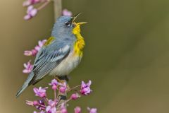 Northern Parula Warbler, Setophaga americana