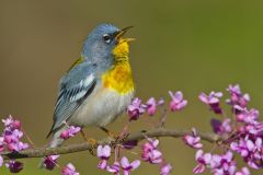 Northern Parula Warbler, Setophaga americana