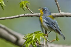 Northern Parula Warbler, Setophaga americana