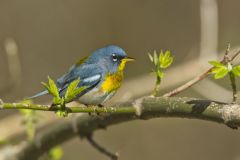 Northern Parula Warbler, Setophaga americana