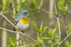 Northern Parula Warbler, Setophaga americana
