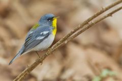 Northern Parula Warbler, Setophaga americana