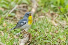 Northern Parula Warbler, Setophaga americana