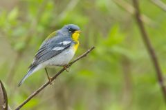 Northern Parula Warbler, Setophaga americana
