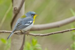 Northern Parula Warbler, Setophaga americana