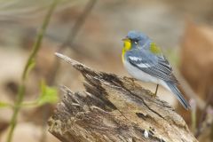 Northern Parula Warbler, Setophaga americana