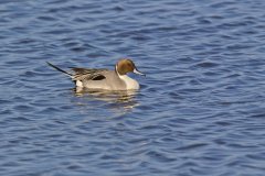 Northern Pintail, Anas acuta