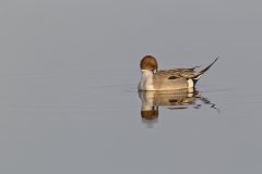 Northern Pintail, Anas acuta