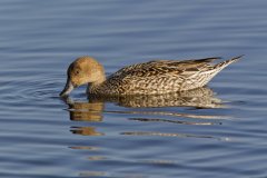 Northern Pintail, Anas acuta