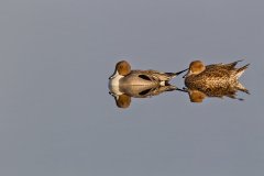 Northern Pintail, Anas acuta
